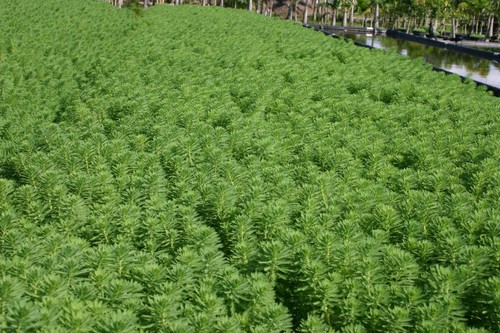 Live bunch Parrot's Feather Aquatic Surface Pond Plant - Buy 2 Get 1 Free - Picture 4 of 5