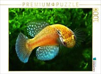 Calvendo Puzzle Cynolebias Griseus, Brasilien | 1000 Teile Lege-GrößE 64 × 48 Cm
