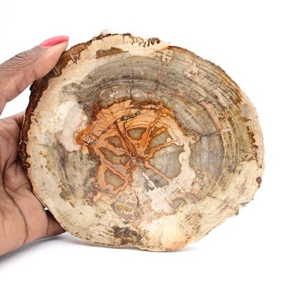 Verkieselte Holzscheibe aus Madagaskar - Wissenschaftliches Objekt 440gr 130mm