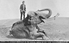 Jumbo Circus Elephant & Trainer Evansville Wisconsin WI - Reprint