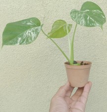 Highly Variegated Monstera Albo Well Rooted Houseplant Air Purifier Plant