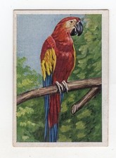 Cigarette Card c1930 Bird - The yellow-winged Macaw