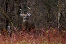 Buck Alert White Tailed Deer by Jim Cumming Wildlife Photography Giclee Print