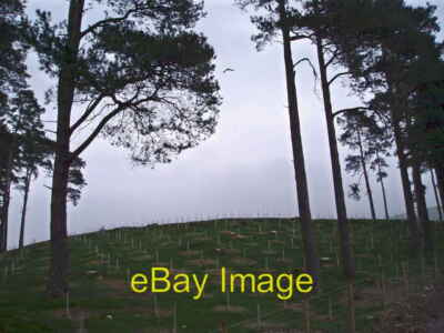 Photo 6x4 New trees at Cwm Is y Rhiw St Harmon Newly planted trees among  c2006