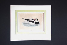 Gravure anglaise ancienne d'un canard à longue queue "long tailed duck". XIXe