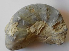 🙂Ammonit Trias Mo Natur (3107 )Schau Mal ! Kiste dazu ?