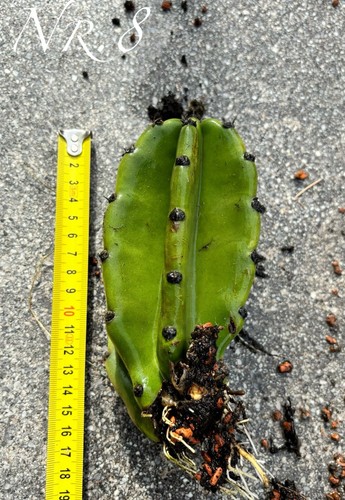# Selten # Riesen Kaktus 30cm Blüte "Königin der Nacht" mehrere Varianten - Bild 11 von 16