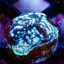 Mr. Freeze Leptoseris, WYSIWYG Live Coral