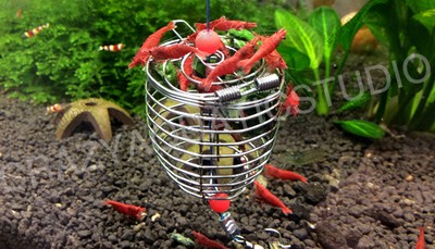 fish for shrimp tank
