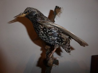 vintage taxidermy common starling (Sturnus vulgaris) spares or repairs