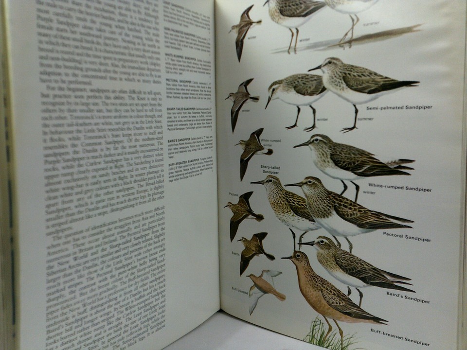 British and European Birds Illustrated by Arthur Singer Aus Seller