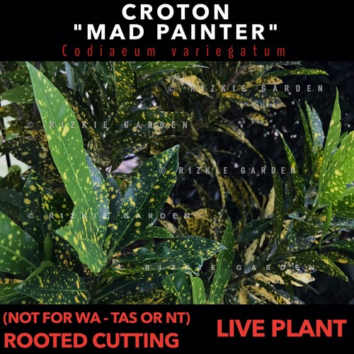 ⭐️OUT OF STOCK⭐️ - Croton "Mad Painter'' Rooted Cutting, Codiaeum variegatum - Picture 5 of 10
