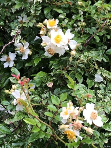 Rare Rambler Memorial Rose 'Curiosity' Rosa Wichurana Variegata 5 Cuttings - Picture 3 of 3