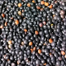 Black Lentil Seeds - 100+ Count - For 2025 Planting Non-GMO Heirloom French