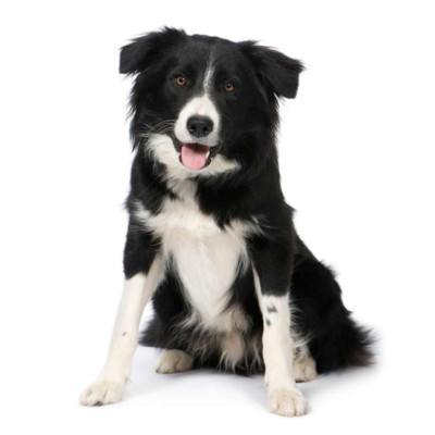6 Stück Border Collie Hund Aluminium Untersetzer mit Korkfüßen und Geschenkbox