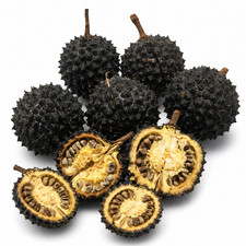 Guazuma ulmifolia SEEDS - SEEDS Guacima Mutamba | West Indian