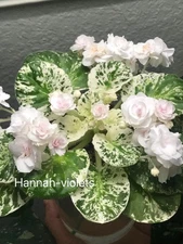 African Violet Plant “Watermelon Snow”  Variegated  (Standard)