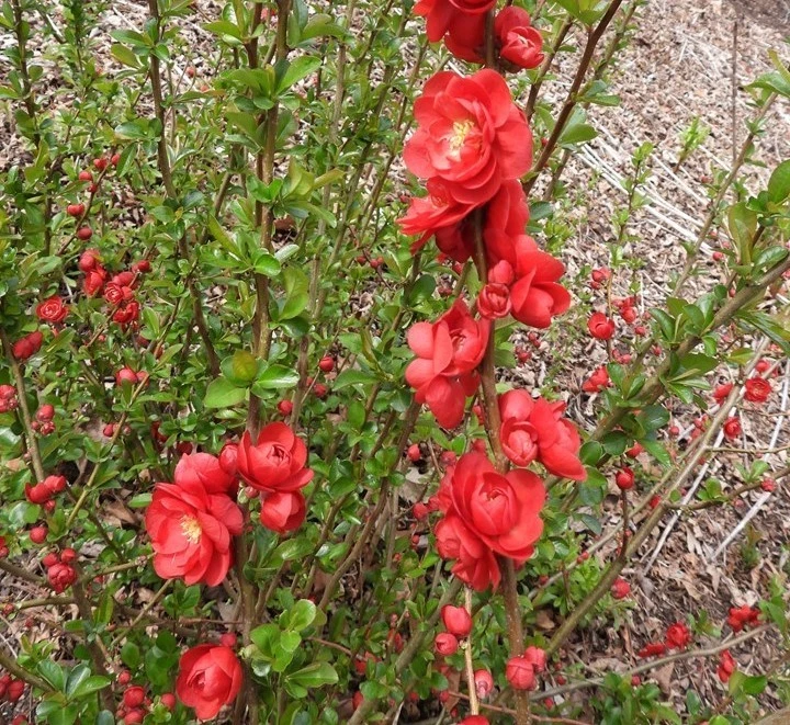 flowering quince products for sale | eBay