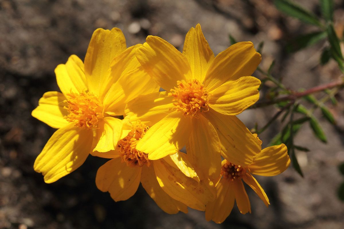 Tagetes lemmonii Mount Lemmon Marigold 10 seeds eBay