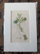 Original Victorian Botanical Engraving Hand Colored Art Mounted 8x12 Farmhouse