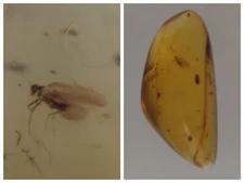 100 MILL. YEARS OLD BURMITE AMBER WITH INSECT (ABR10/46)