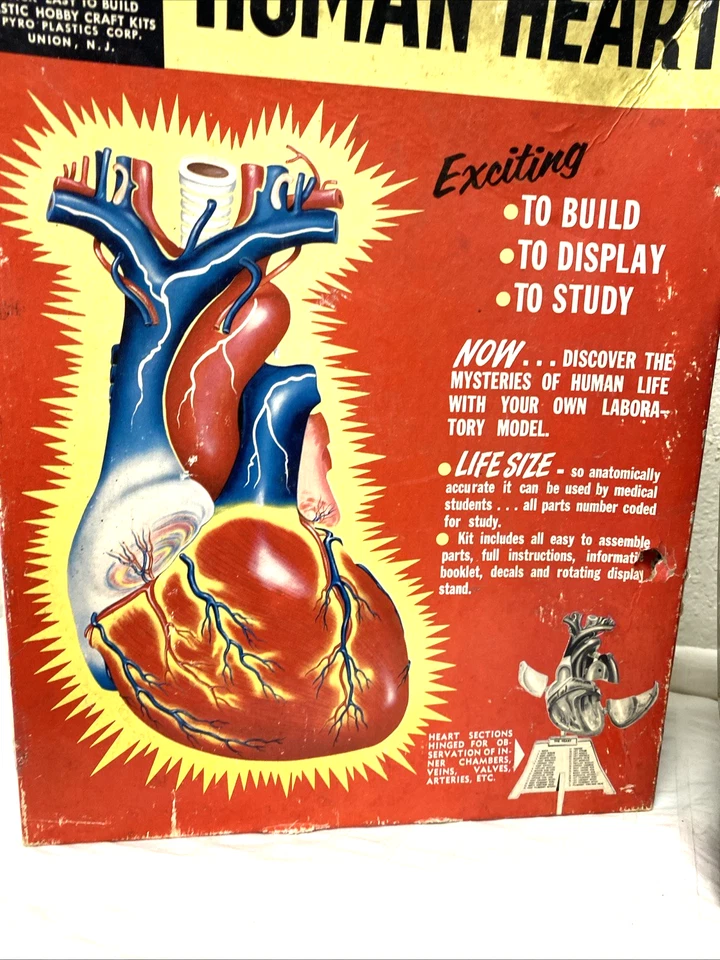 Vtg Pyro Life Size Human Heart Model Kit 372-300 unbuilt + anatomy kit 1960's - Image 2 of 4