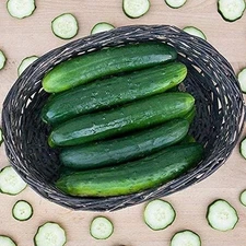 Paraiso F1 Hybrid Cucumber Seeds (25+ Seeds)