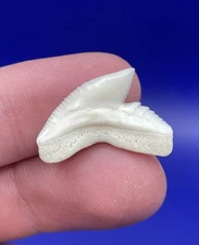 Quality White Wide Modern 0.85” L x 0.90” W Tiger Shark Tooth