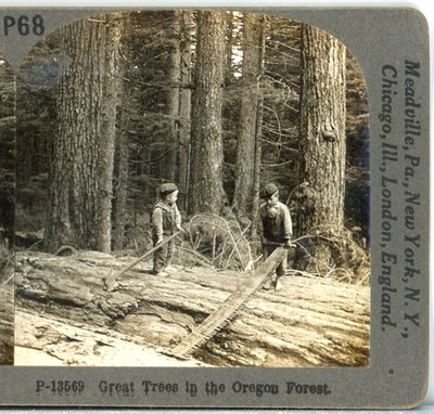 Boys Among Great Trees In The Oregon Forest--Keystone Primary Stereoview #68