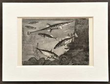 Stickleback Fish Print - 1893 Mounted Antique Black & White Engraving