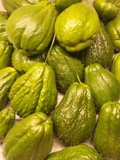 2 Chayote , Frucht zur Anzucht, essbar K&uuml;rbisgew&auml;chs  Rarit&auml;t