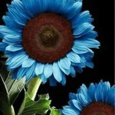 50 Seeds Midnight Oil Blue Sunflower Seeds Plants Garden Planting Colorful