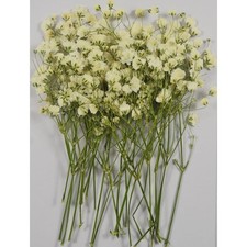 Pressed Dried White Gypsophila Baby's Breath Flowers for Resin Art Wedding