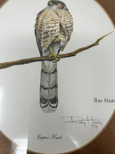 Ray Harm Coopers Hawk Signed Framed Print 14"x12" 1979 Print FAST SHIP - Picture 3 of 5