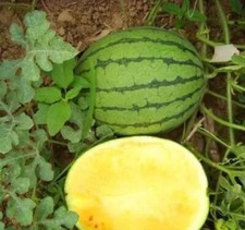 Sweet Yellow Watermelon Seeds 15 traditional variety Fruit seeds Free shipping