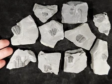 BIG Lot of TEN! 100% Natural Elrathia Trilobite Fossils in Matrix Utah 397gr