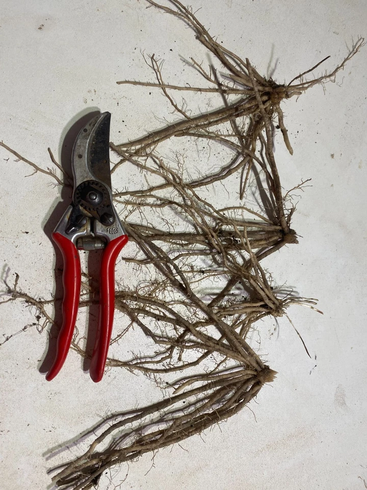 Asparagus crowns - 2 varieties to choose from, 1 & 2 year old fresh dug plants - image 2 of 4