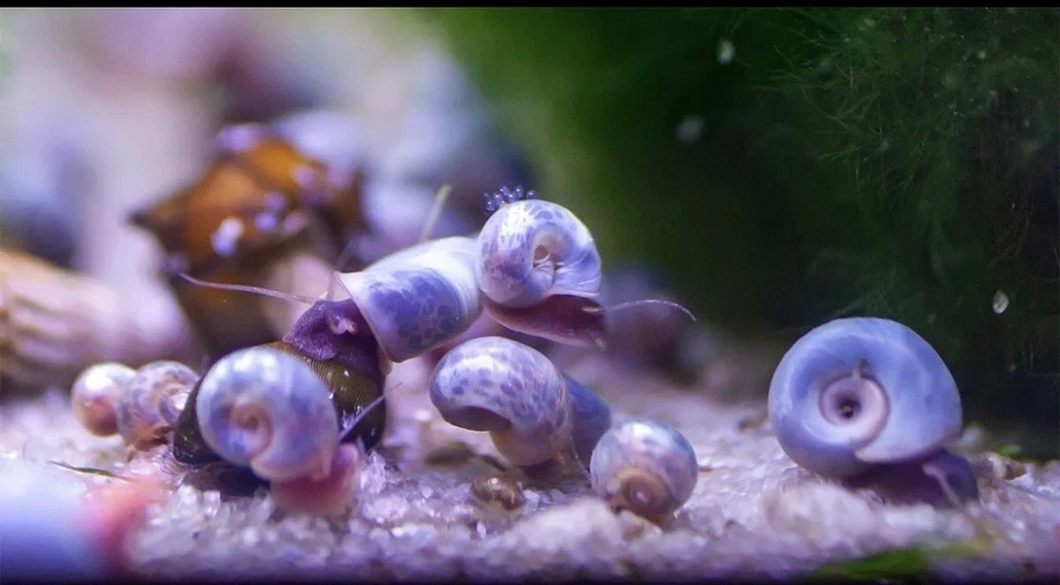 15 AZUL, ROSA Y ROJO Leopardo Ramshorn Caracoles Vivos Acuario de Agua Dulce Estanque Caracol Foto 3 de 4