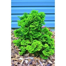 1 Gal. Dwarf Hinoki Cypress Shrub with Deep Green Coniferous Evergreen Foliage