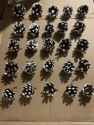 Lot Of 25 White Frosted Small Real Pine Cones
