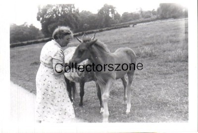 1957 Feeding Horses Kents Bank Grange Over Sands  Original Photo 3.5x2.5 Inch