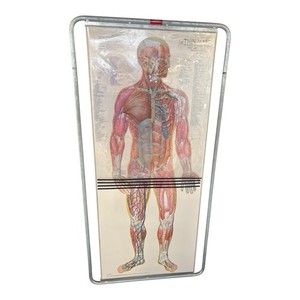 Vintage Denoyer Geppert Anatomical Flip Chart Skeletal/Nervous System Thin Man