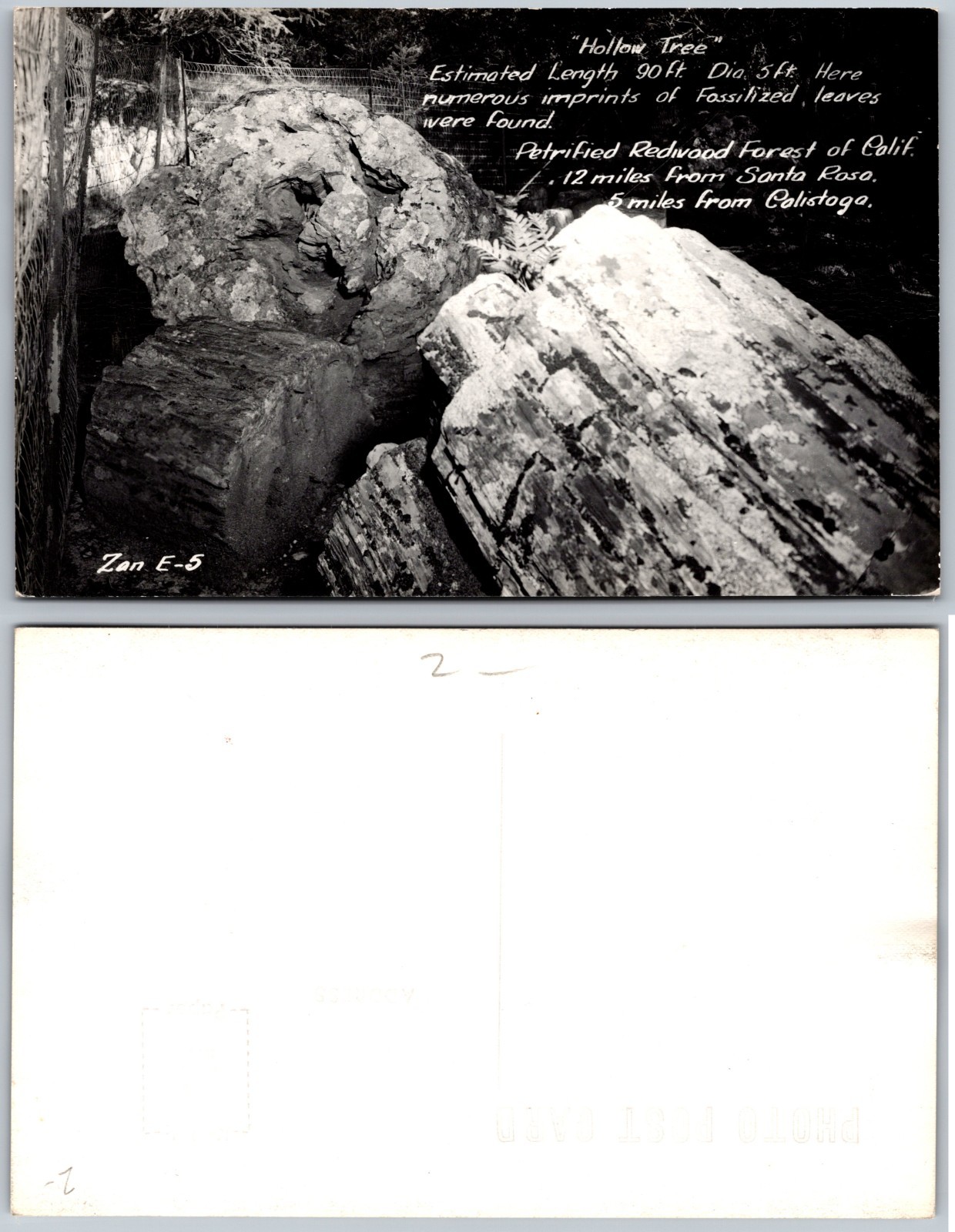 Hollina Tree Petrified Redwood Forest Postcard