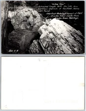 Hollina Tree Petrified Redwood Forest Postcard