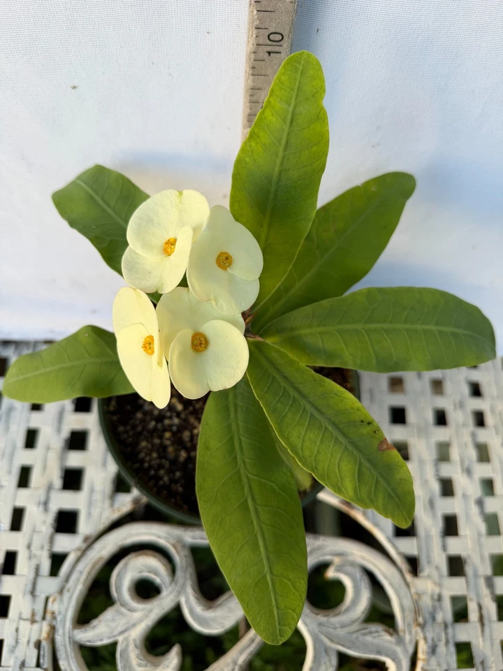 Euhorbia Milii Crown Of Thorns Corona de Cristo 'Name it Yourself' White Variety - Image 3 of 4