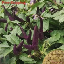 Hot Purple Tiger Pepper, Trifetti Hot Peppers SEEDS | NON-GMO, Organic