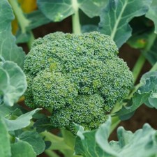 Broccoi Seed: Green Sprouting Broccoli Seeds. Fresh Seed.