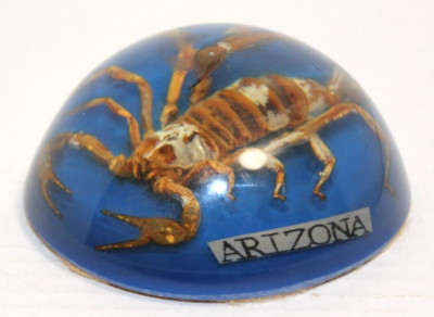 Vintage Souvenir Real Scorpion Encased In Resin Paperweight Arizona
