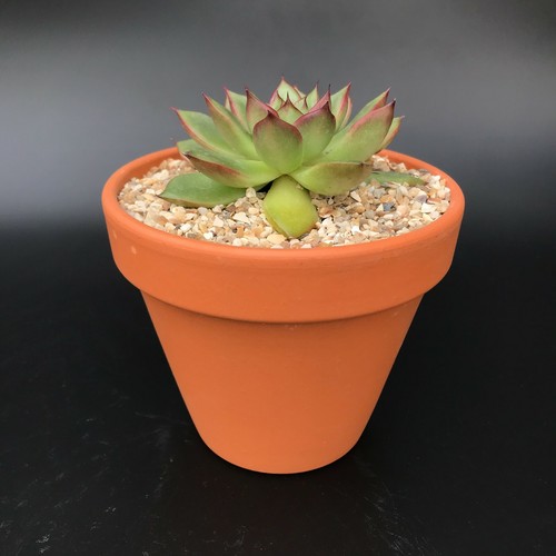 Decorative Stones Dressing Grit Gravel Plant Pot Topper Cactus