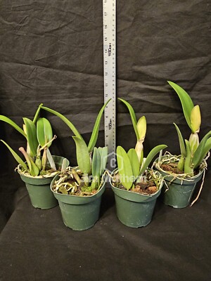 Lc Firedance 'Patricia' Blooming Size Cattleya Orchid Clone. | eBay